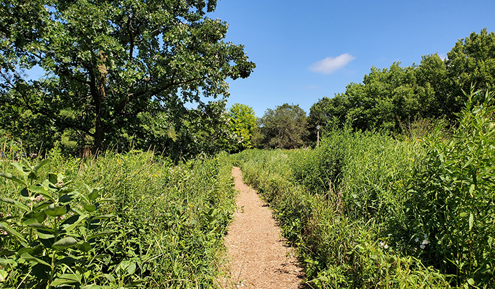 Nature path through a natural area